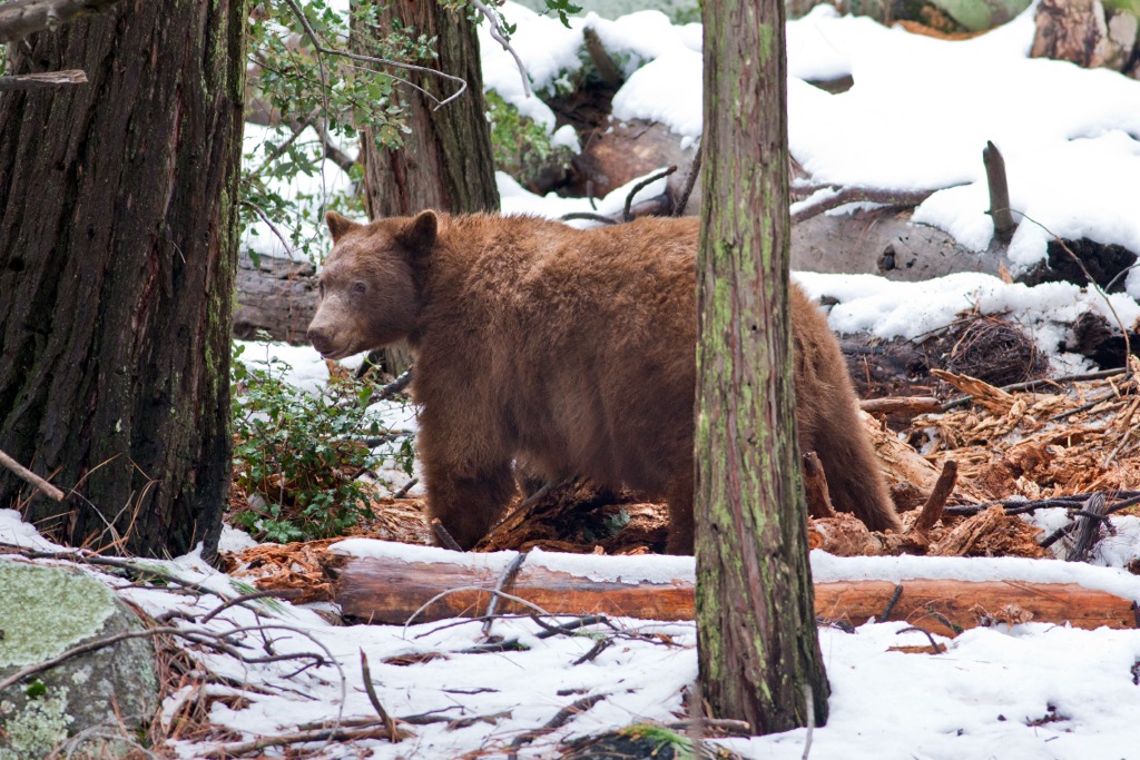 Bears in Yosemite are both massive and brown