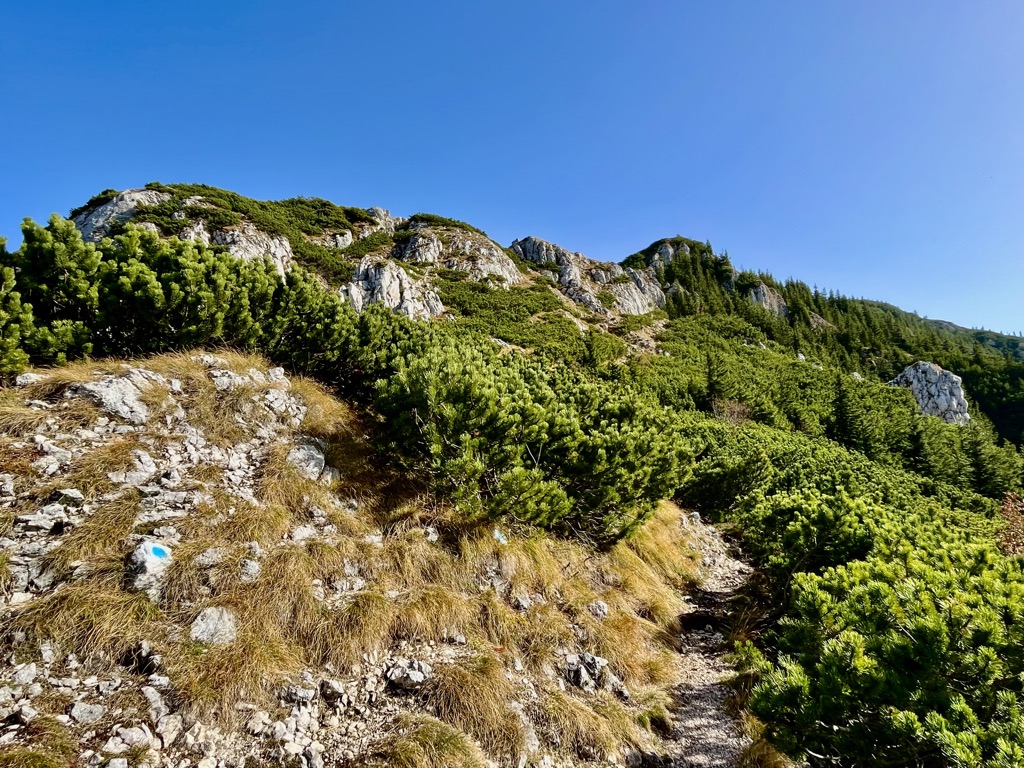 coniferous trees Carpathians