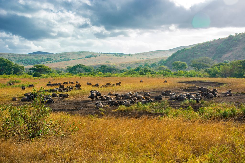Hluhluwe-Imfolozi Park. eThekwini Metropolitan Municipality