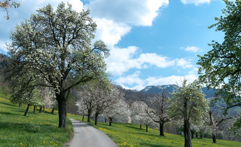 Food Culture Across the Alps
