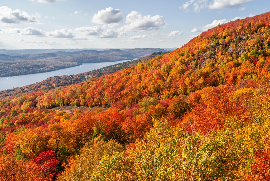 Fall is one of the most amazing times to be in the hardwood forests