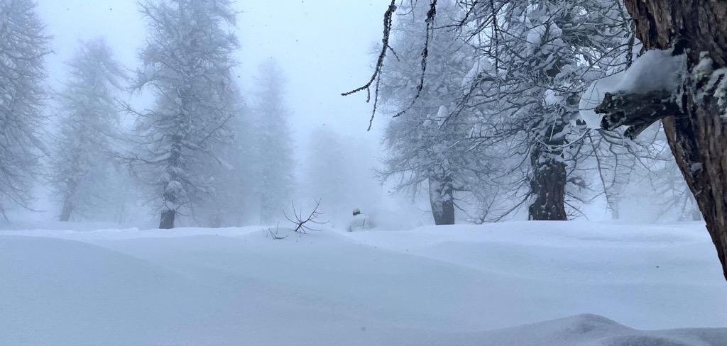 The Secrets to Finding the Best Snow Off-Piste. A deep day in one of the most majestic forests I’ve ever experienced. Photo: Sergei Poljak