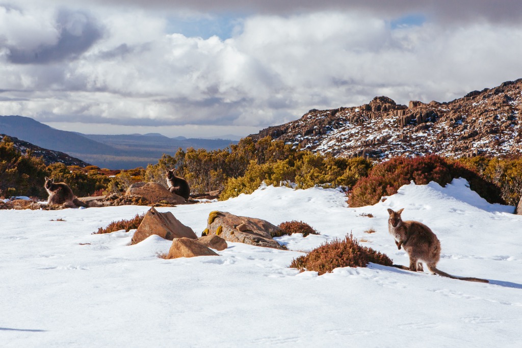 Ben Lomond ski village, kangaroos, Tasmania, Australia