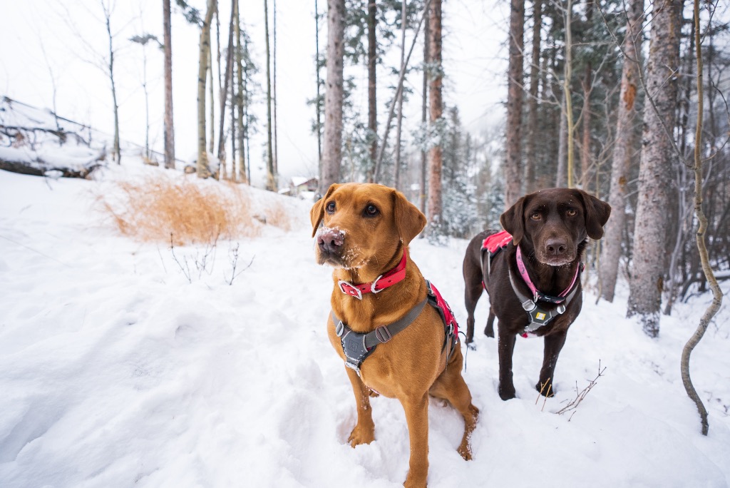 Taos Rescue Dogs
