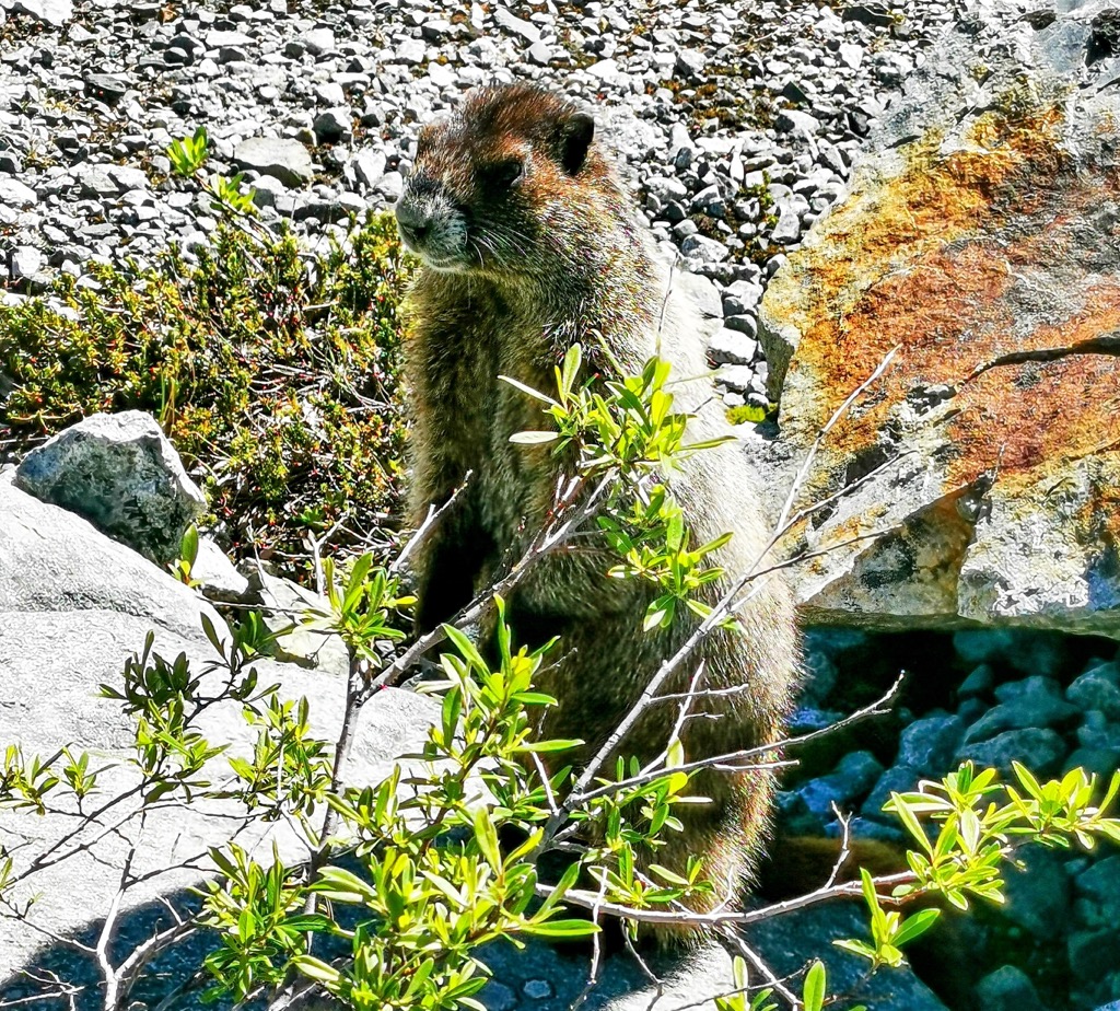 Stopped for a friendly chat with the locals. Photo: Anthony Butt. Wedgemount Lake