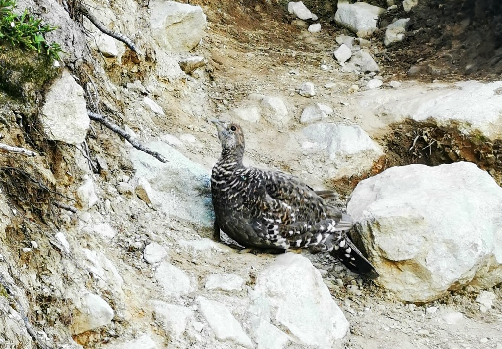 Guardian of the boulders. Photo: Anthony Butt. Wedgemount Lake