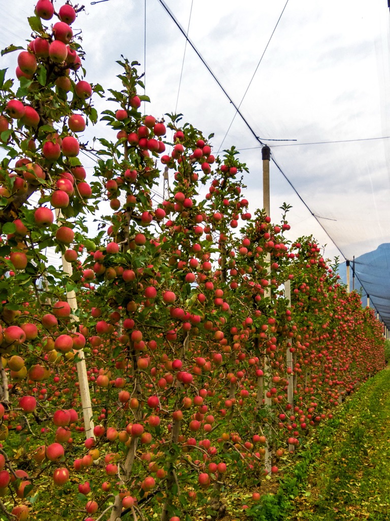 Food Culture Across the Alps