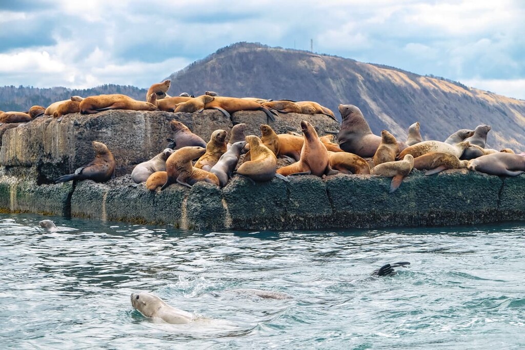 Northern sea lion Steller On a bricquator on Sakhalin Island , Sakhalin Region, Russia