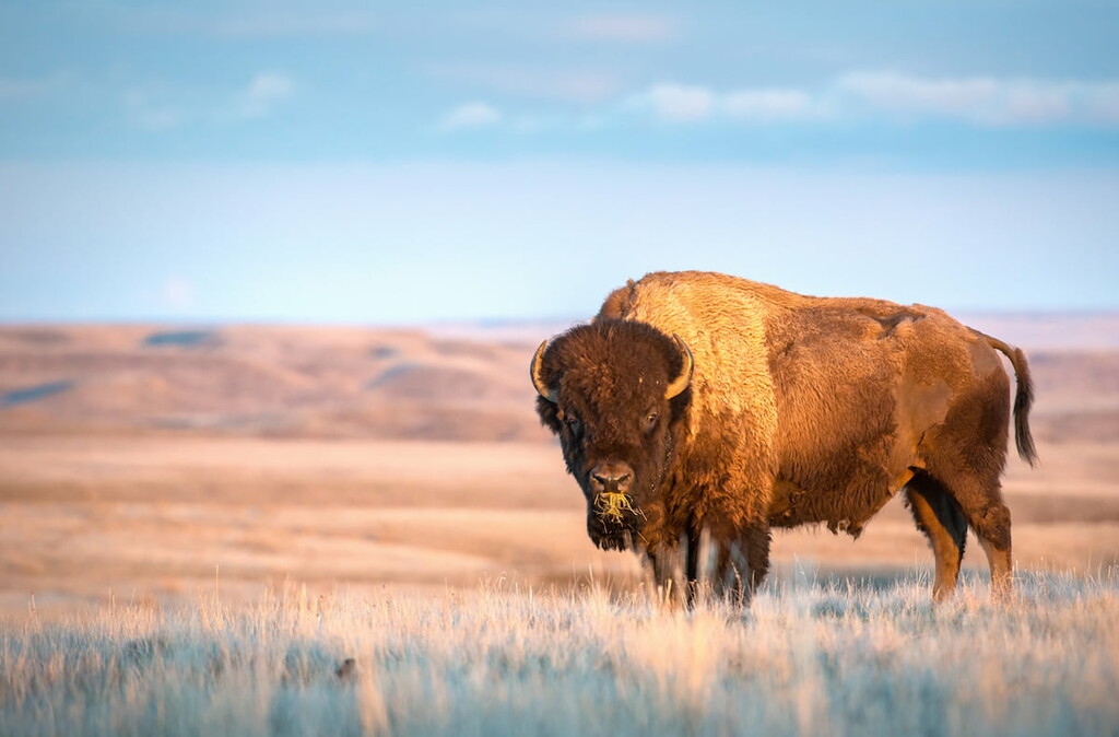 Bison in Grasslands National Park, Saskatchewan
