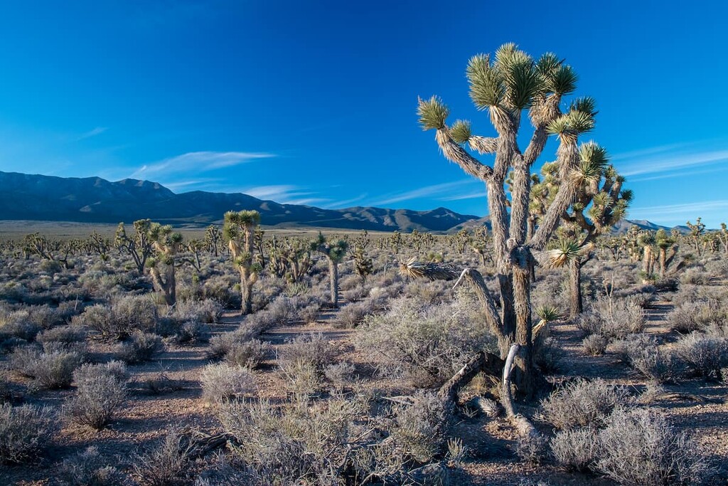Sheep Range, Nevada