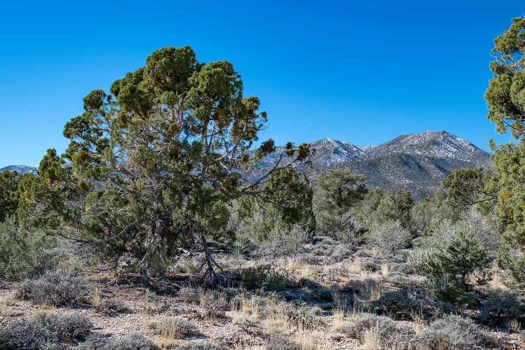 Sheep Range, Nevada