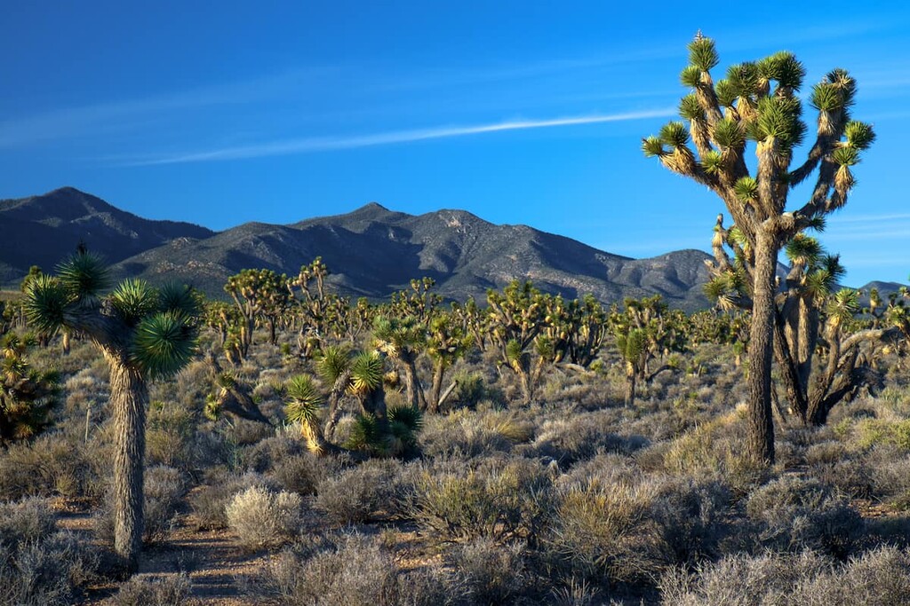 Sheep Range, Nevada