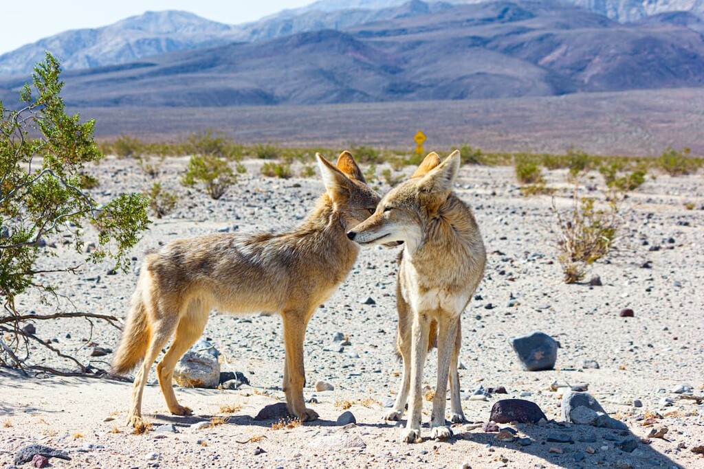 Wild Coyote's  Shoshone Mountains, Nevada