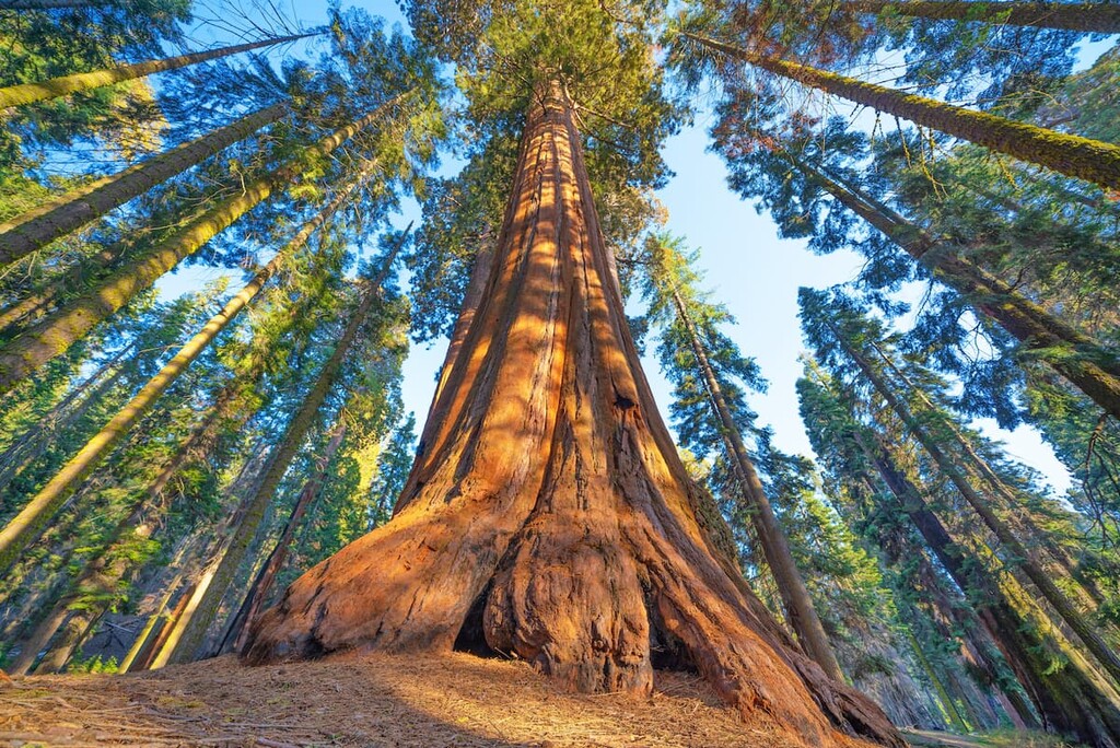 Giant Sequoia National Monument, Sierra Nevada Mountains, California
