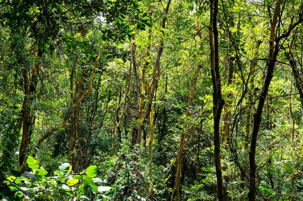 Forest, Singapore
