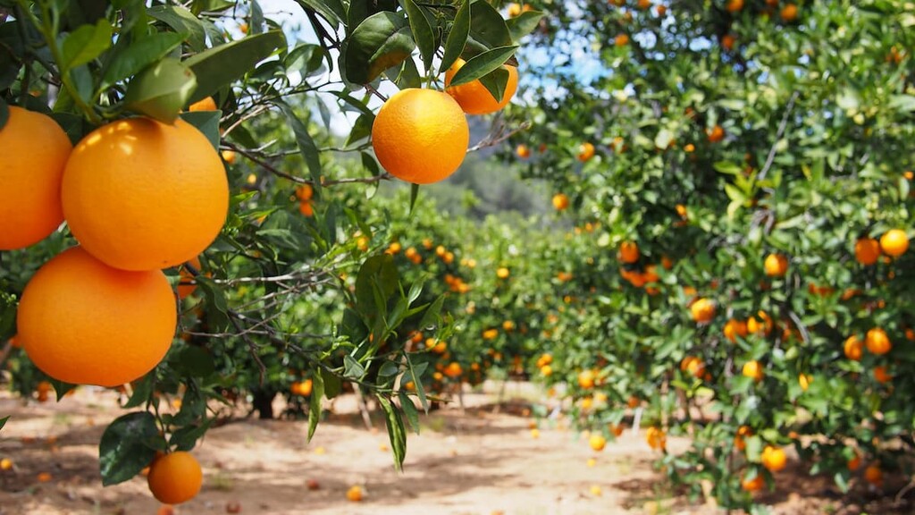 oranges Garden, Sistema Iberico, Spain