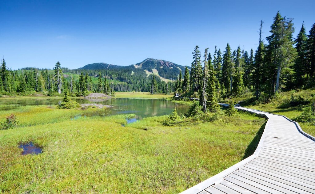 Alpine Trail and Meadow. Strathcona Regional District, British Columbia