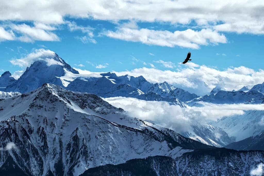 Golden eagle flying in front of swiss alps scenery, Switzerland