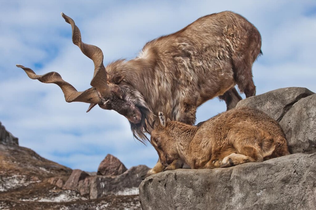 Markhor, Tajikistan