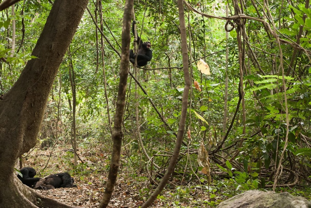 Gombe National Park, Tanzania