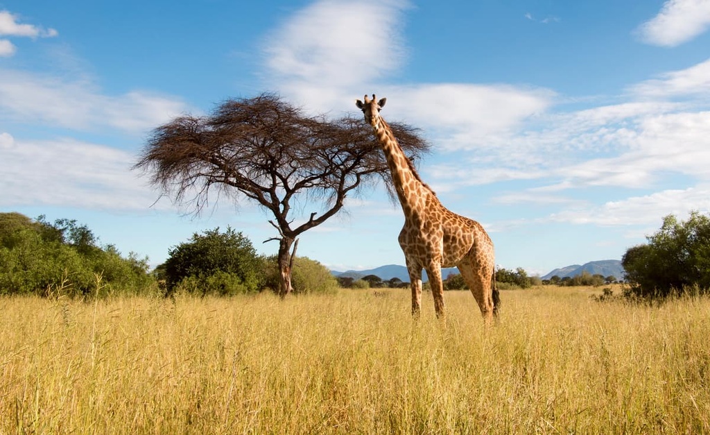 Ruaha National Park, Iringa, Tanzania