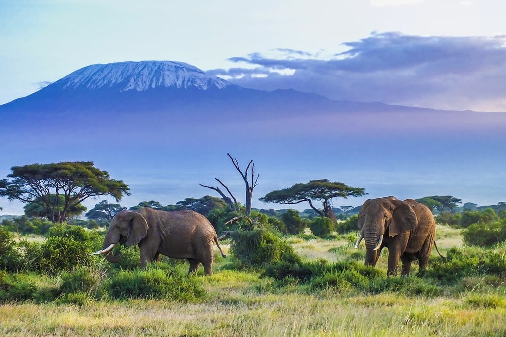 Kilimanjaro elephant, Tanzania