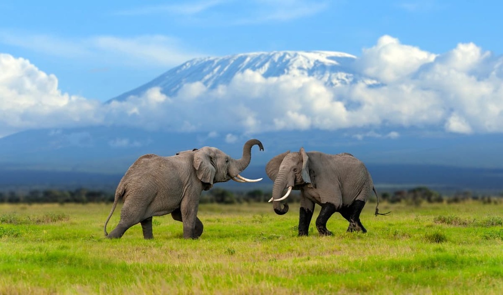 Massai, Tanzania