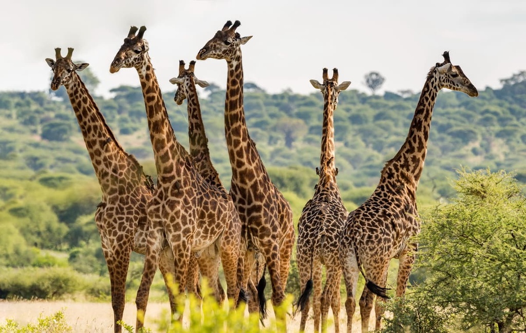  giraffes in Tarangire National Park, Tanzania