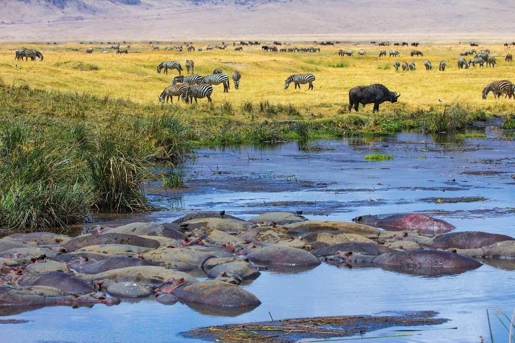 wildlife in Ngorongoro Crater, Tanzania