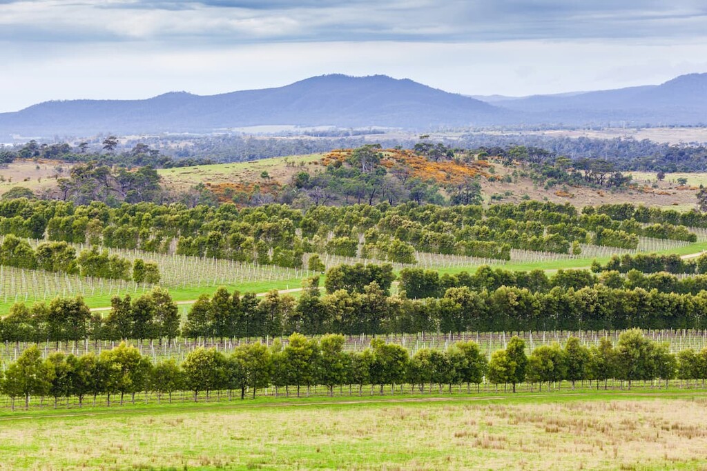 Apslawn, Tasmania