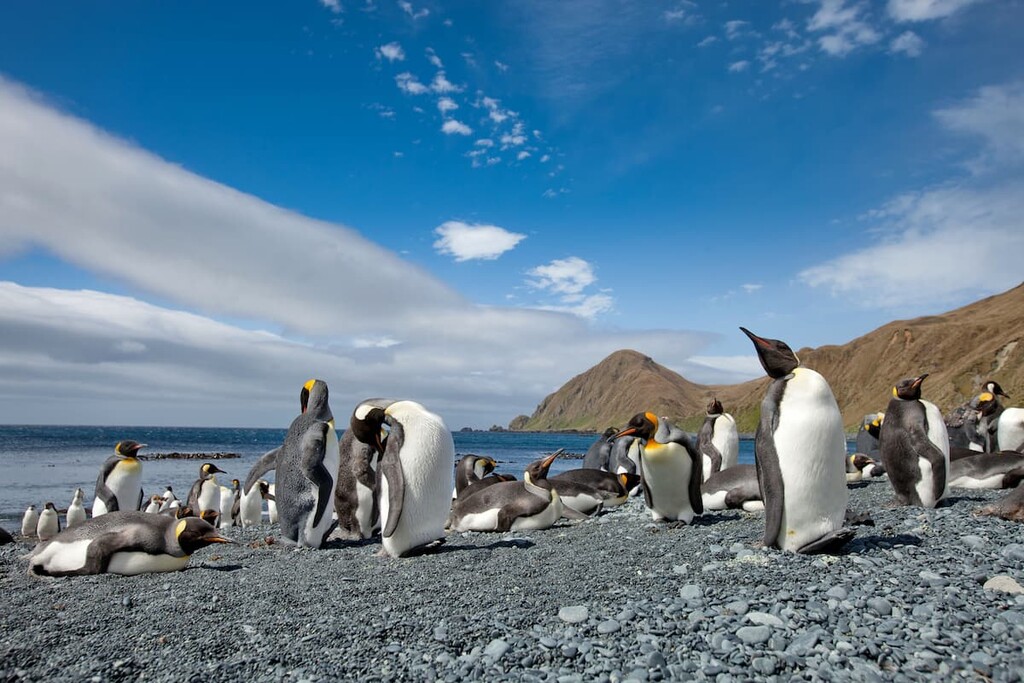 Macquarie Island, Tasmania