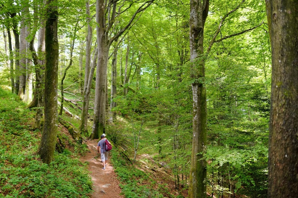 Sacred Forest Routes in the Casentino, Italy
