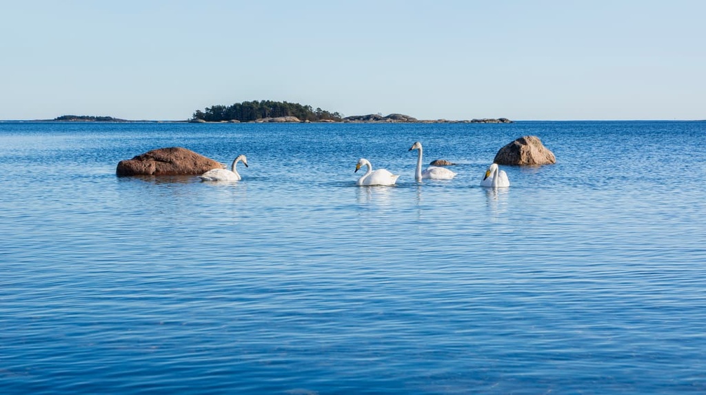 Swan, Uusimaa, Finland