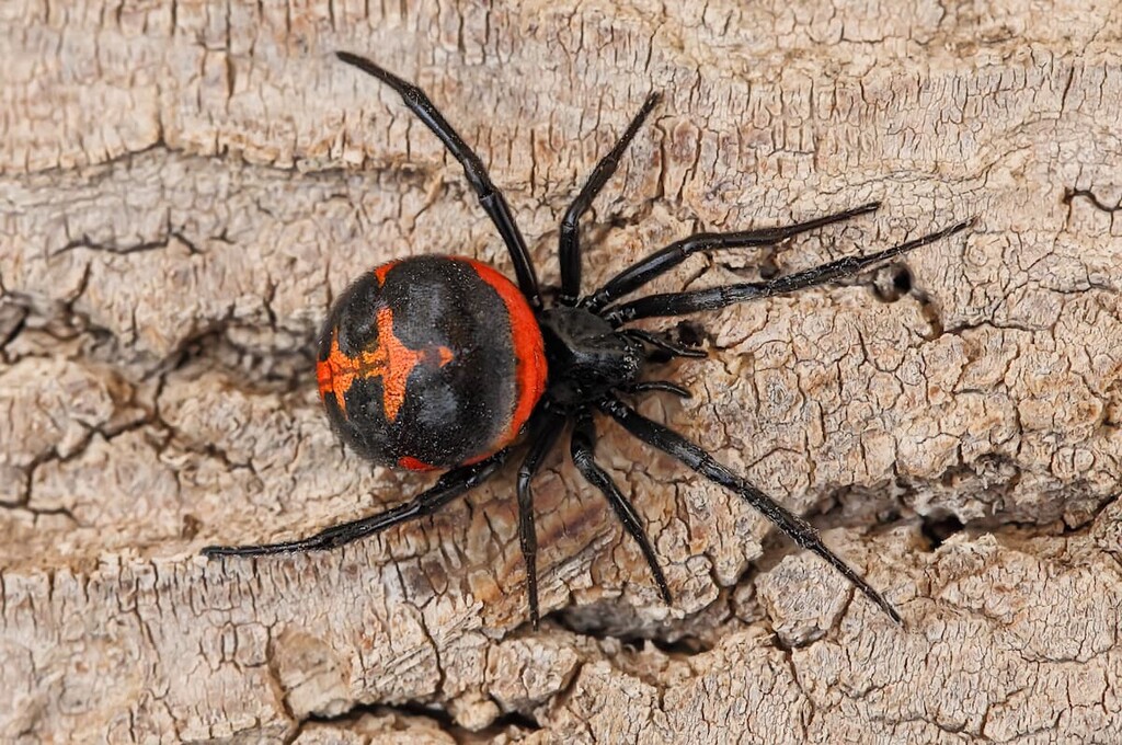 Uzbekistan, Caracourt spider