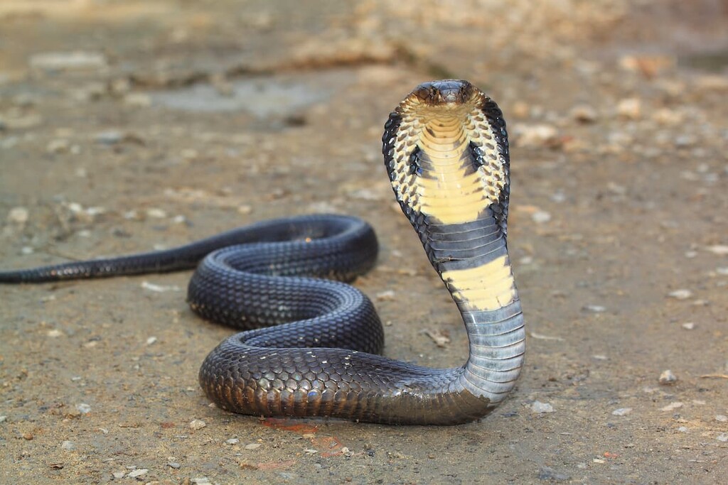 Uzbekistan, Cobra
