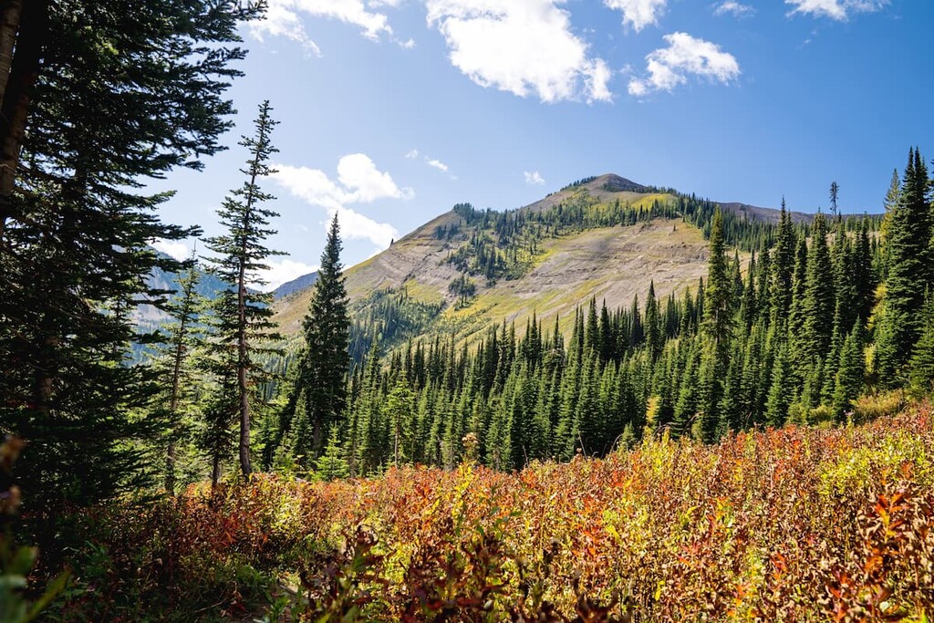 Forest Van Nostrand Range, Canada