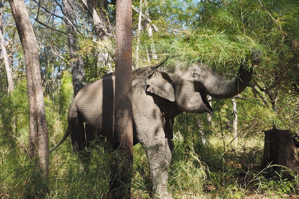Asian Elephant in Yok Don National Park, Vietnam