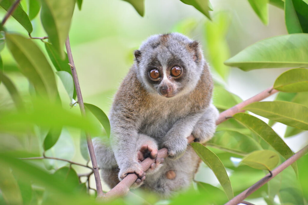 Bengal slow loris, Vietnam