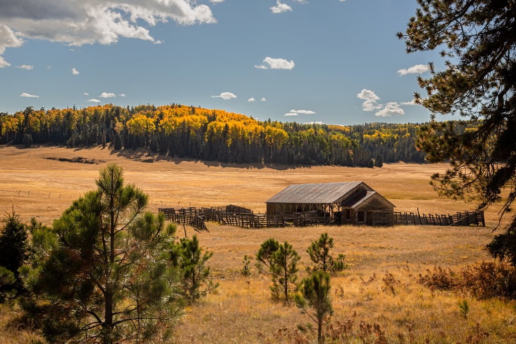 White Mountains, Arizona