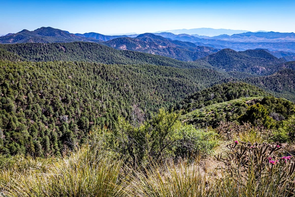 White Mountains, Arizona
