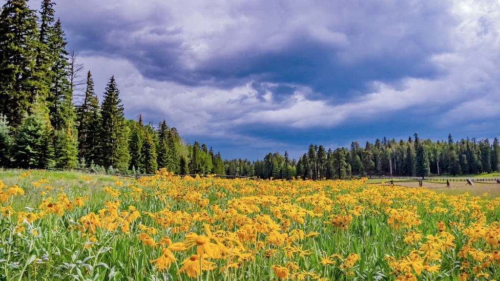 White Mountains, Arizona