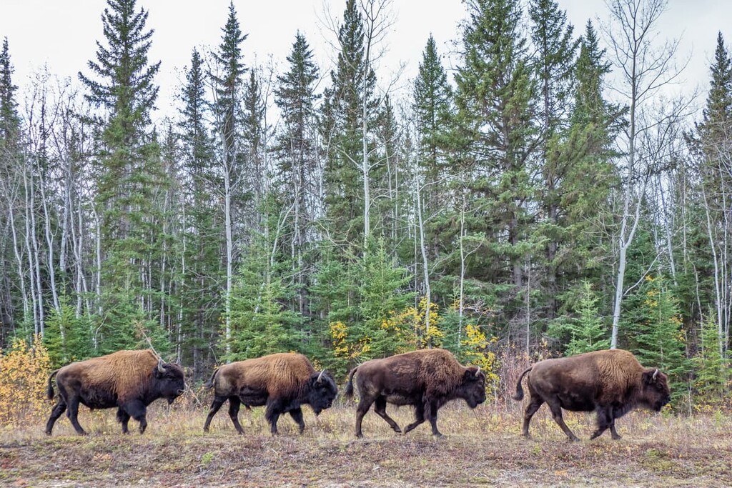 Wood Buffalo, Alberta
