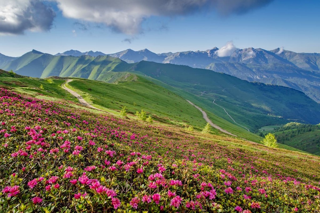 Wild Rhododendrons in bloom in Ligurian Alps, Saccarello mountain range, Alps