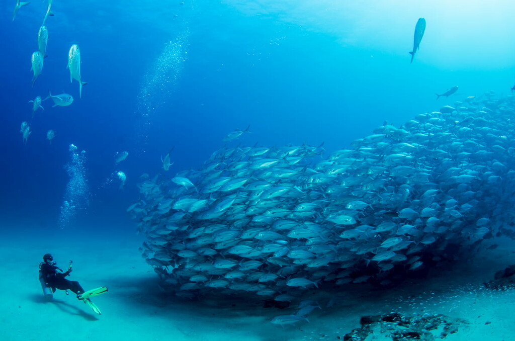 Cabo Pulmo National Park, Cousteau once named it The world's aquarium. Baja California Sur,Mexico.