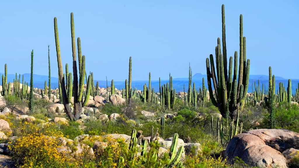Desert. Baja California