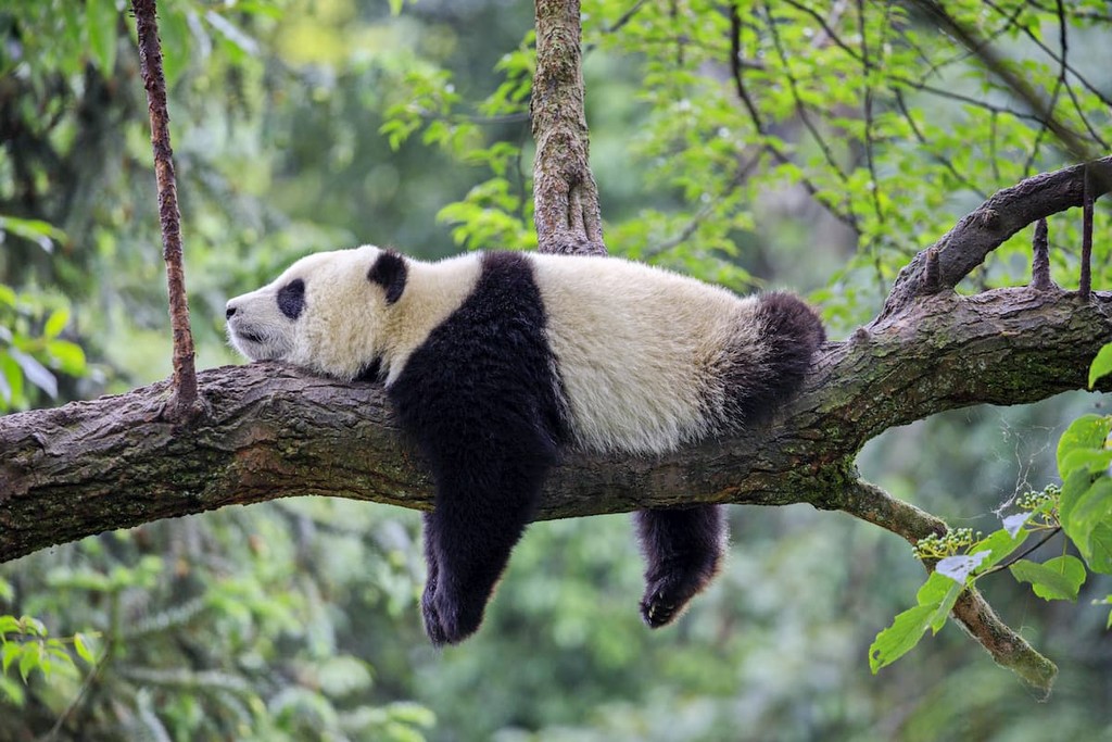 Giant panda, China