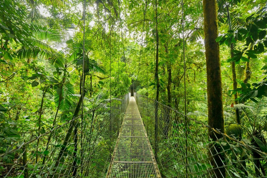 bridge in Monteverde cloud forest reserve Costa Rica
