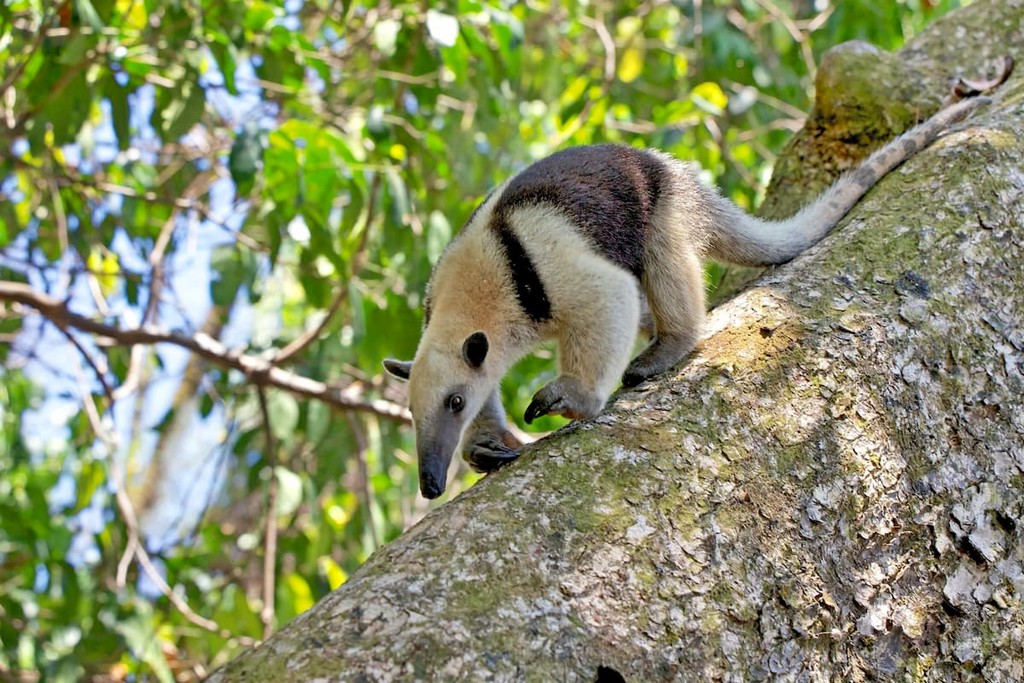 tamandua walking on a tree at corcova national park