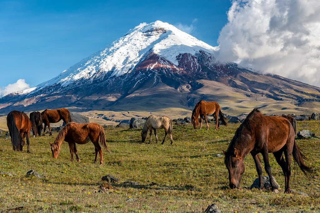 Cotopaxi National Park, Ecuador