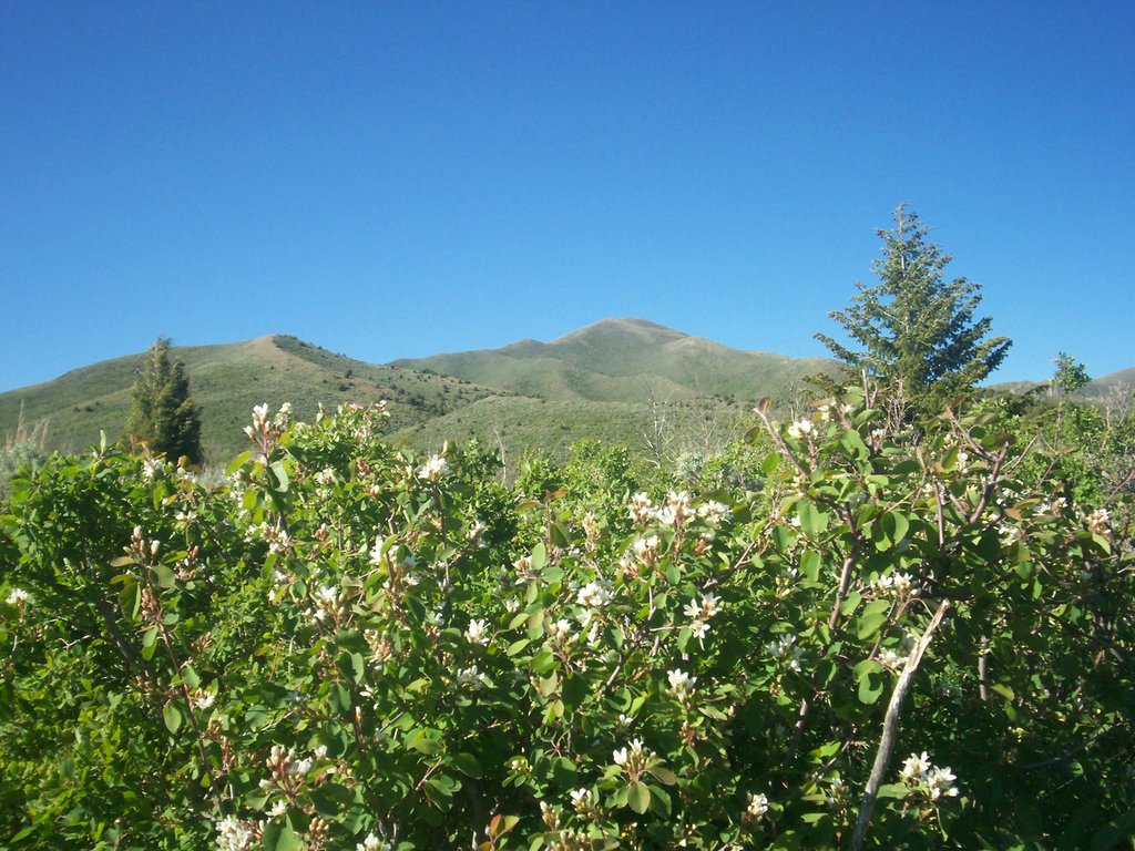 Caribou Range